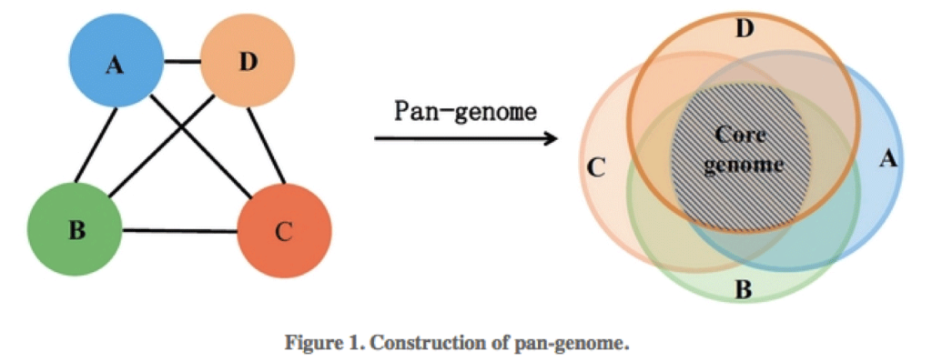 Pangenome